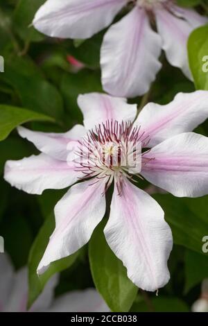 Clematis 'Nelly Moser' blühen. Stockfoto