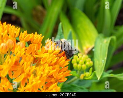 Makro-Nahaufnahme der Biene auf dem orangefarbenen Schmetterlingsmilchkraut. Stockfoto