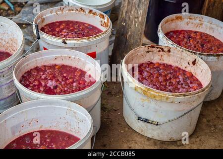 Eimer mit Pflaumengärung für die Herstellung von Rakija oder Slivovitz (Pflaumenbrand). Getränk aus der Destillation von fermentierten Früchten. Stockfoto