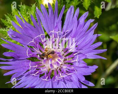 Nahaufnahme eines winzigen Schweißbienenweibchens mit Pollen Hinterbeine.333 Stockfoto