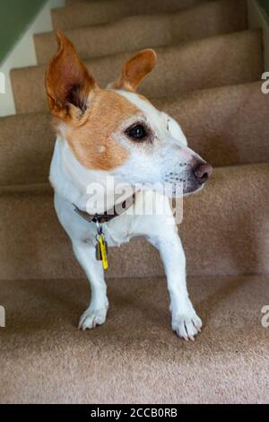 Brown and White Jack Russell Terrier klettert die Haushaltstreppe hinunter Stockfoto