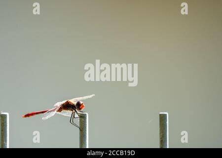 Eine rote Branddragonfly sitzt auf einem Zaun und schaut In die Kamera Stockfoto