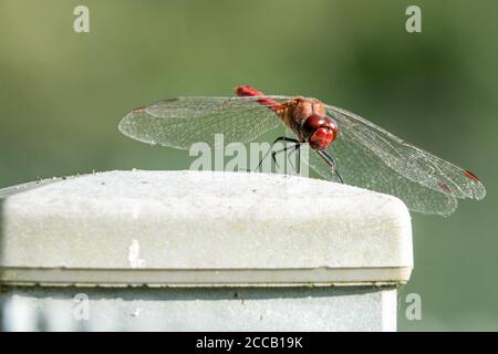 Eine rote Branddragonfly sitzt auf einem Zaun und schaut In die Kamera Stockfoto