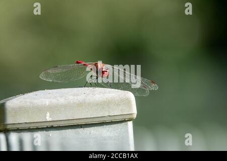 Eine rote Branddragonfly sitzt auf einem Zaun und schaut In die Kamera Stockfoto