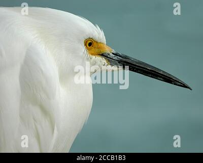 Seitenansicht Nahaufnahme von Snowy Egret (Egretta thula) mit langem schwarzen Schnabel und einem Fleck gelber Haut am Schnabel. Stockfoto