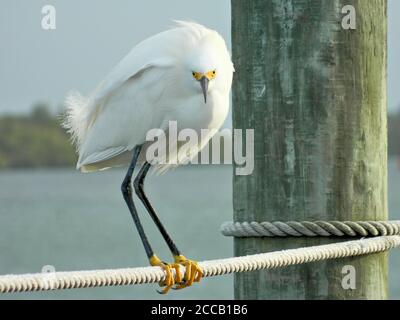 Verschneite Reiher (Egretta thula), die auf einem Seil thront und direkt auf die Kamera blickt. Ein Zugvogel mit weißen Features, langen schwarzen Schnabel und leuchtend gelben Füßen. Stockfoto