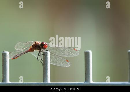 Eine rote Branddragonfly sitzt auf einem Zaun und schaut In die Kamera Stockfoto