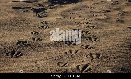 Bird's Spuren im Sand Stockfoto