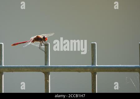 Eine rote Branddragonfly sitzt auf einem Zaun und schaut In die Kamera Stockfoto