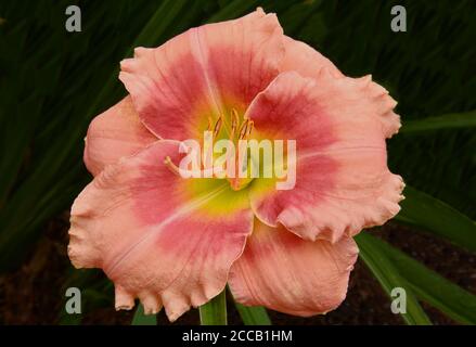 Nahaufnahme von bunten Taglilienblüten mit rosa und rosa Blütenblättern und gelber Mitte vor einem dunkelgrünen Hintergrund (Hemerocallis Flamingo Fantasy). Stockfoto