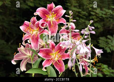 Sommerblühende Sterngucker-orientalische Lilie mit auffälligen karmesinroten Blüten neben lavendelfarbenen Hosta-Blüten vor dunkelgrünem Hintergrund. Stockfoto