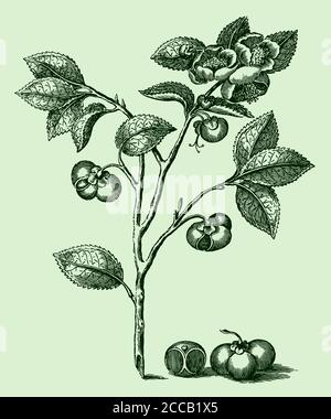 Zweig mit Blättern, Blumen und Samen der Teepflanze, Camellia sinensis isoliert auf grünem Hintergrund, nach einem Stich aus dem 18. Jahrhundert Stock Vektor