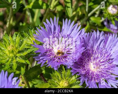 Nahaufnahme eines winzigen Schweißbienenweibchens mit Pollen an Hinterbeinen. Stockfoto