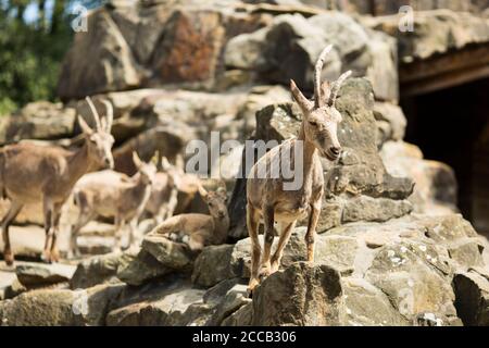 Eine Familie von sibirischen Steinböcken (Capra sibirica), auch bekannt als Altai Steinbock oder Gobi Steinbock, in Zentralasien heimisch, auf einem felsigen Hang. Stockfoto
