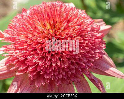 Makro-Nahaufnahme von korallenroten Dahlien mit schöner Blütenblattstruktur. Stockfoto