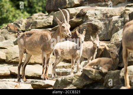 Eine Familie von sibirischen Steinböcken (Capra sibirica), auch bekannt als Altai Steinbock oder Gobi Steinbock, in Zentralasien heimisch, auf einem felsigen Hang. Stockfoto