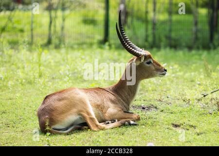 Ein Defassa-Wasserbock (Kobus ellipsiprymnus defassa), eine afrikanische Antilope, die im Gras ruht. Stockfoto