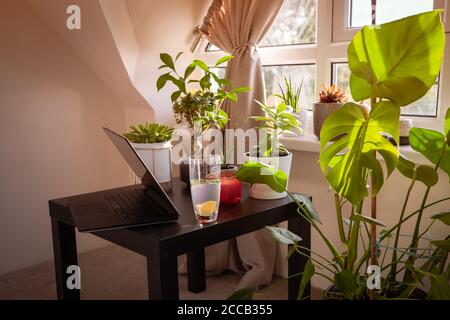 Gemütliches Arbeitshaus zwischen frischen Grünpflanzen im Hausgarten. Laptop auf Couchtisch neben Fenster voller Sonne. Das Konzept der freiberuflichen, Arbeit bei Stockfoto