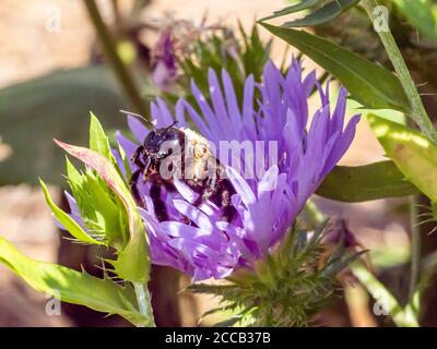 Große Zimmermannsbiene, die Nektar aus purpurem Aster sammelt. Stockfoto