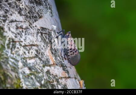 Gepunktete Laterne Fliegen Auf Papier Birke Baum Stockfoto