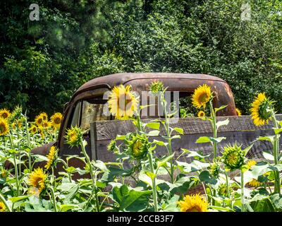 Alte verlassene und verrostete Pickup-Truck in einem Feld von Sonnenblumen. Stockfoto