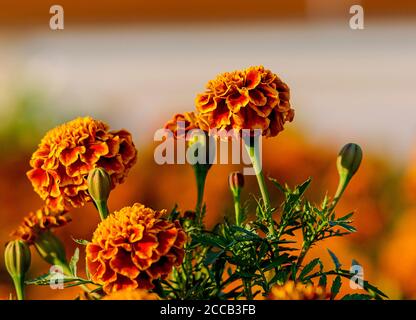 Tagetes, Marigolds sind schöne Blumen, die in allen Schattierungen von Gelb und Orange blühen, fotografiert aus nächster Nähe in voller Sonne Stockfoto