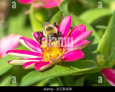 Nahaufnahme der Zimmermannsbiene auf rosa Zinnia. Stockfoto
