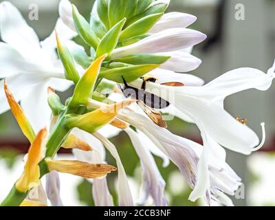 Nahaufnahme der Carpenter Biene, die Nektar aus den Hosta-Blumen sammelt Stockfoto