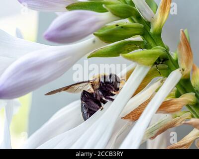 Nahaufnahme der Carpenter Biene, die Nektar aus den Hosta-Blumen sammelt Stockfoto