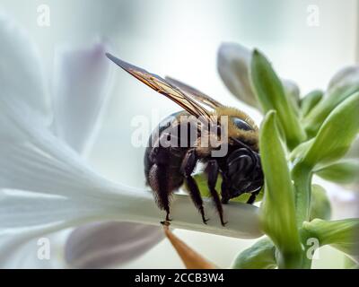 Nahaufnahme der Carpenter Biene, die Nektar aus den Hosta-Blumen sammelt Stockfoto