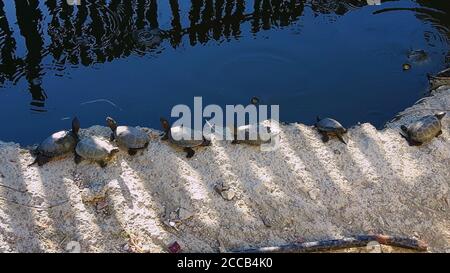Eine große Familien von griechischen Schildkröten, die Zuflucht vor der Strahlende Sonne Stockfoto