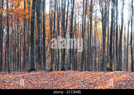 Majestätischer alter Buchenwald mit gelber und oranger Foliage im Herbst. Malerische Herbstszene in den Karpaten, Ukraine. Landschaftsfotografie Stockfoto