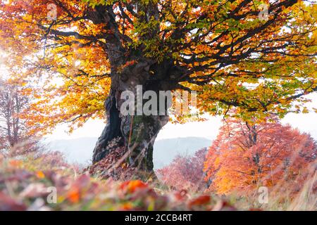 Majestätische alte Buche mit gelber und oranger Foliage im Herbstwald. Malerische Herbstszene in den Karpaten, Ukraine. Landschaftsfotografie Stockfoto