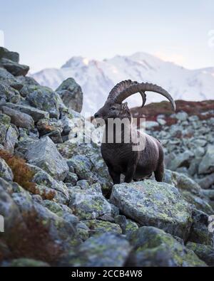 Alpine Carpa ibex (Ziege) in den Französischen Alpen. Monte Bianco mit Mont Blanc im Hintergrund. Vallon de Berard Nature Preserve, Chamonix, Graian Alps. Landschaftsfotografie Stockfoto