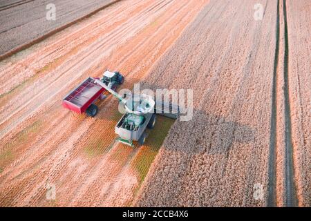 Ernte Weizen im Herbst Feld. Ein moderner Traktor steht direkt neben dem Mähdrescher und transportiert Weizenkorn. Luftaufnahme von oben Stockfoto