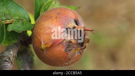 Makro einer Medlar, die an einem Medlar-Baum hängt Stockfoto