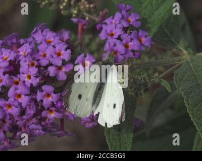 Makro eines Weißkohlschmetterlings Stockfoto