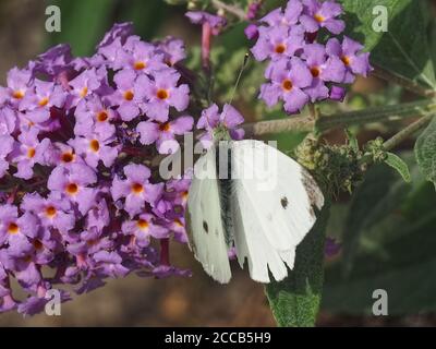 Makro eines Weißkohlschmetterlings Stockfoto