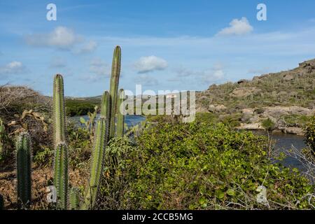 Boka Ascension ist eine Bucht aus der Karibik auf der Nordwestseite der Insel Curacao. Es ist ein beliebter Ort für die Beobachtung von Meeresschildkröten. Zoll Stockfoto