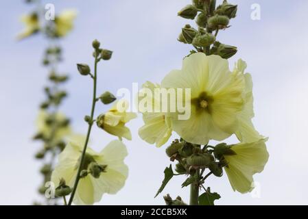 Alcea Rosea. Gelbe Malve vor blauem Himmel. Stockfoto