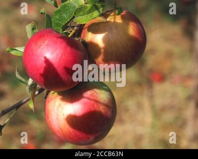 Rote reife Äpfel hängen im Herbst an einem Apfelbaum Stockfoto