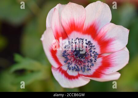 Anemone in Europa gesehen Nordamerika Japan Name bedeutet Windblume Die Blumen sind nicht nur zu wachsen, sondern machen schön Ergänzungen zu schneiden Blumenarrangements Stockfoto