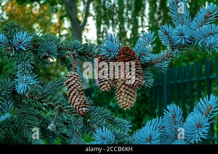 Zapfen auf dem Zweig Picea pungens 'Glauca globosa' Stockfoto