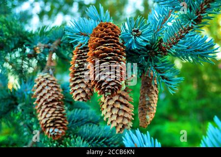 Zapfen auf dem Zweig Picea pungens 'Glauca globosa' Stockfoto