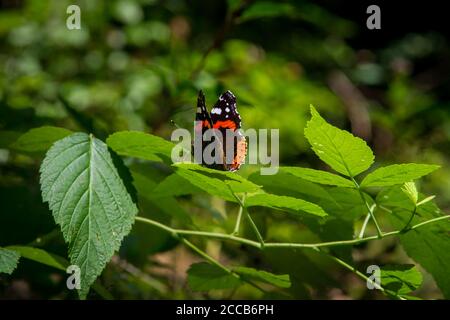 Schmetterlingsadmiral (Vanessa atalanta), Kamptal-Seenweg 620, Wanderung bei Dobra Stausee, Waldviertel, Österreich Stockfoto