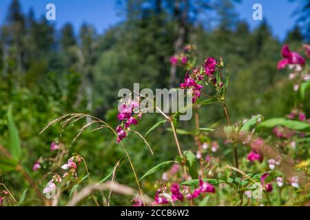 Impatiens glandurifera, eine invasive Pflanze, die neben dem Kamptal-Seenweg 620 wächst, Wandern in der Nähe des Dobra-Stausees, Waldviertel, Österreich