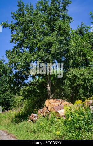 Holzstapel, Kamptal-Seenweg 620, Wanderung bei Dobra Stausee, Waldviertel, Österreich Stockfoto