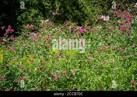 Impatiens glandurifera, eine invasive Pflanze, die neben dem Kamptal-Seenweg 620 wächst, Wandern in der Nähe des Dobra-Stausees, Waldviertel, Österreich Stockfoto