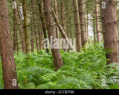 Schiefe Bäume in Daresbury Firs Stockfoto