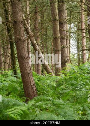 Schiefe Bäume in Daresbury Firs Stockfoto